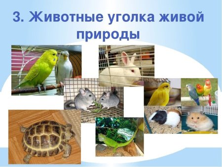 Живой уголок раскраска