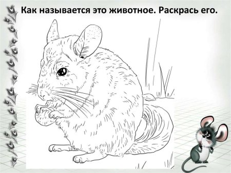 Живой уголок рисунок