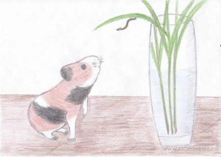 Живой уголок для животных