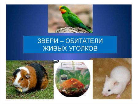 Раскраски хомячки и морские свинки