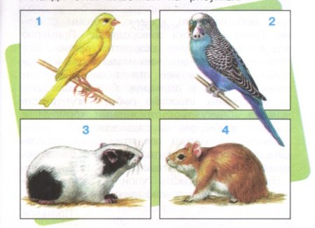 Живой уголок раскраска