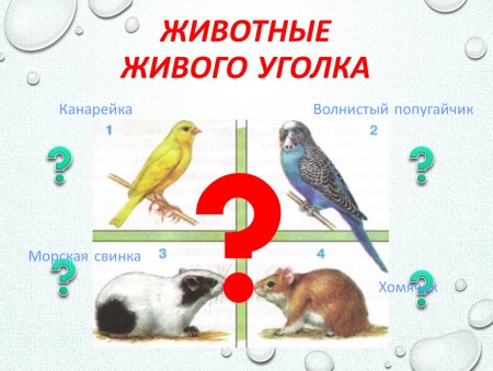 Раскраска хомяк