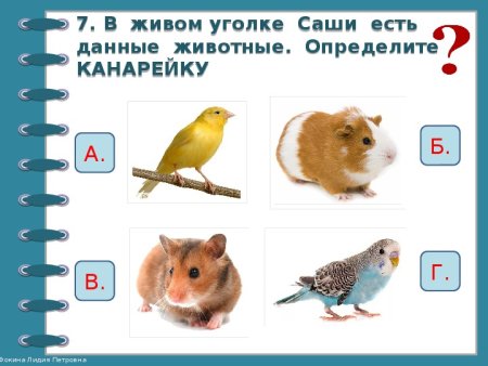 Раскраски зверята домашние питомцы