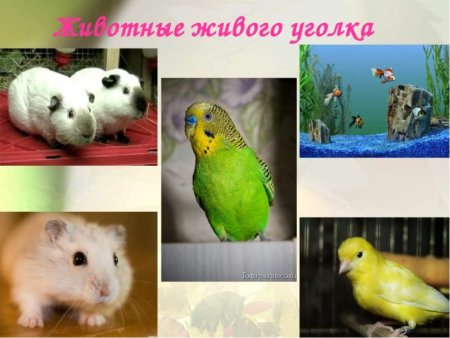 Раскраска аквариум с рыбками