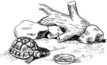 Раскраска черепаха