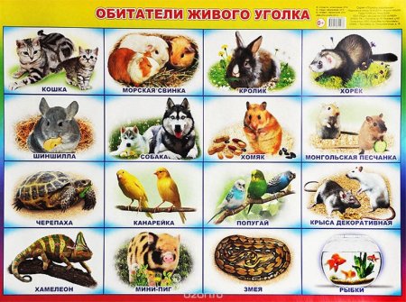 Живой уголок раскраска