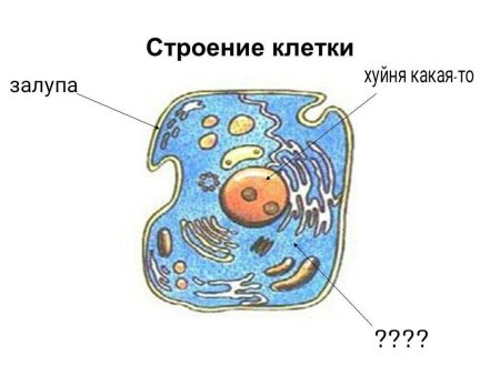 Строение клетки