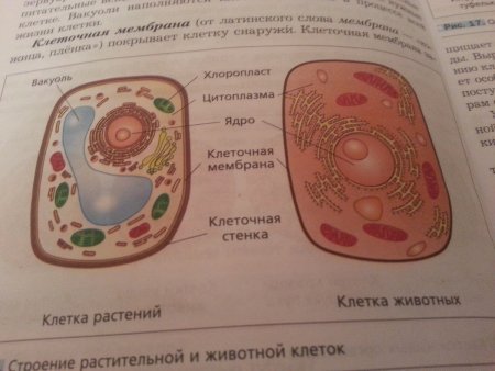 Строение растительной и животной клетки 5 класс биология