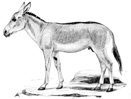 Персидский Кулан - Equus hemionus Onage