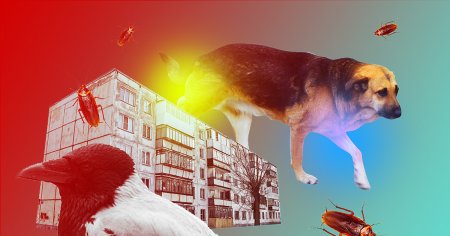 Животное в городе