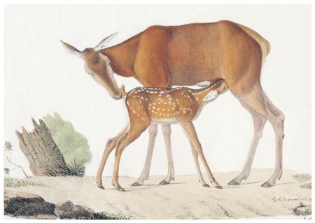 Рисункижвотне в Городье