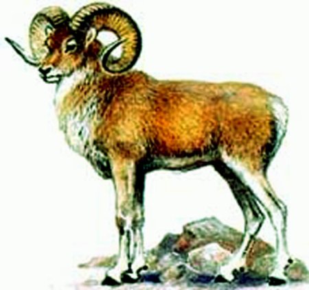 Алтайский горный баран аргали рисунок