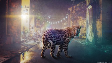 Животные в городе