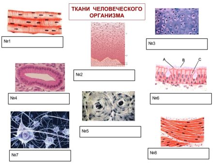 Ткани животных эпителиальная соединительная мышечная нервная