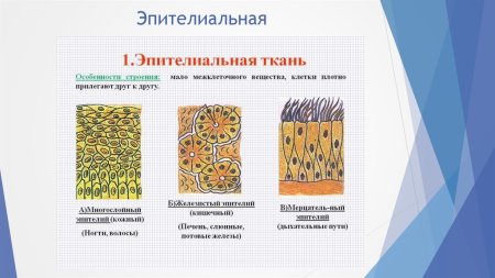 Ткани животных эпителиальная ткань рисунок
