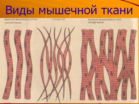 Строение мышечной ткани ЕГЭ
