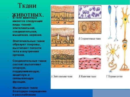 Схемы строения различных тканей и клеток животных