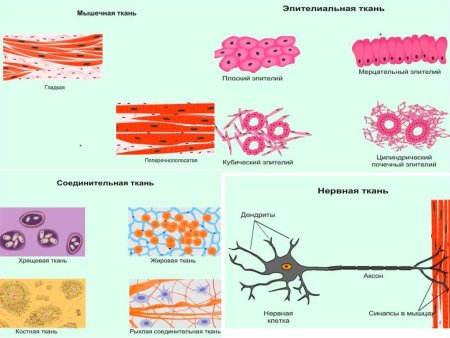 Ткани эпителиальная соединительная мышечная нервная рисунки