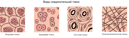 Соединительная ткань рисунок биология