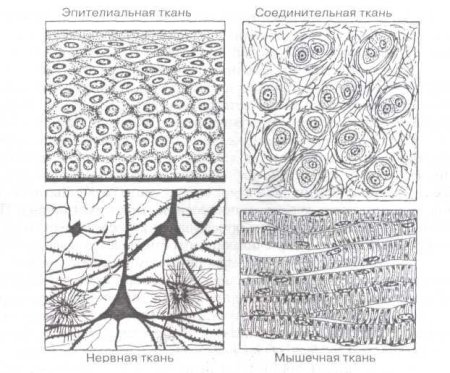 Виды соединительной ткани рисунок