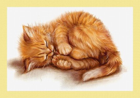 Котенок свернулся клубочком