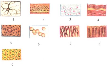 Биология 8 кл ткани человека