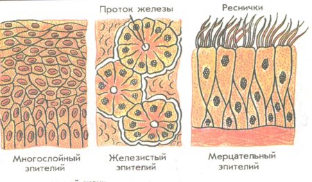 Строение железистой эпителиальной ткани