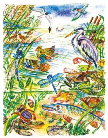 Обитатели пресных водоемов дошкольникам