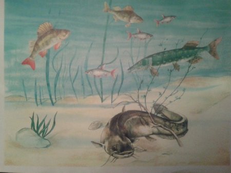 Рисование Пресноводные рыбы старшая группа