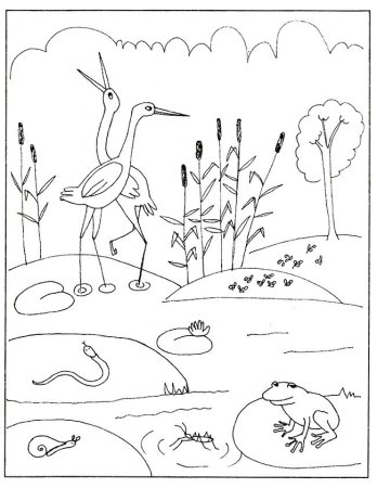 Обитатели пруда для дошкольников