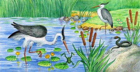 Обитатели болота для детей