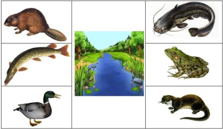 Обитатели пресноводных водоемов для дошкольников