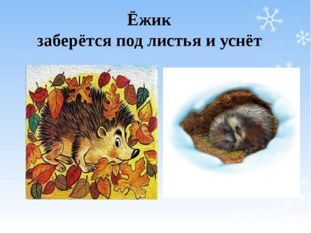 Животные готовятся к зиме