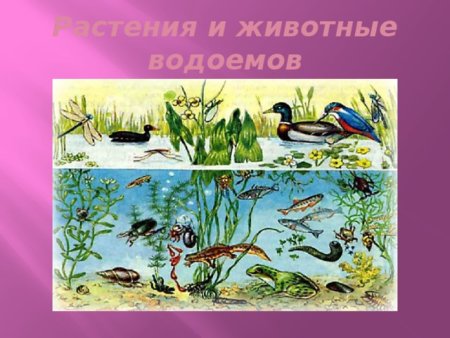 Животные водоемов