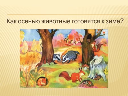 Животные готовятся к зиме