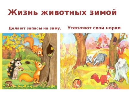 Звери готовятся к зиме