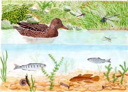 Обитатели рек и озер