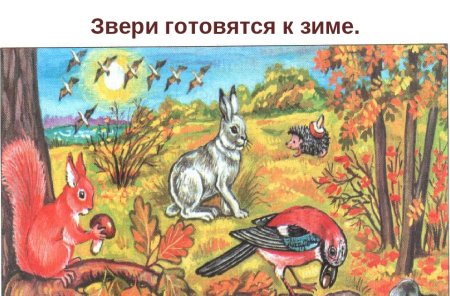 Животные готовятся к зиме