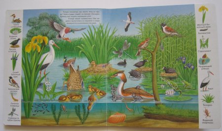 Обитатели пруда