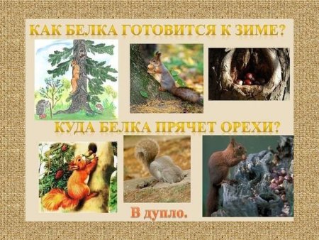 Животные готовятся к зиме