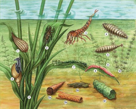 Бентос черви