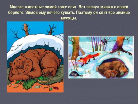 Животные готовятся к зиме