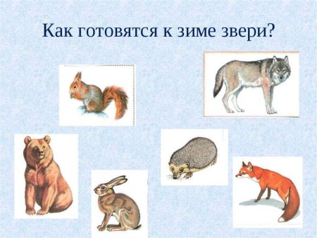 Кто как готовится к зиме
