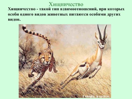 Биологические взаимоотношения хищничество