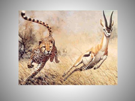 Взаимоотношения животных в природе картинки