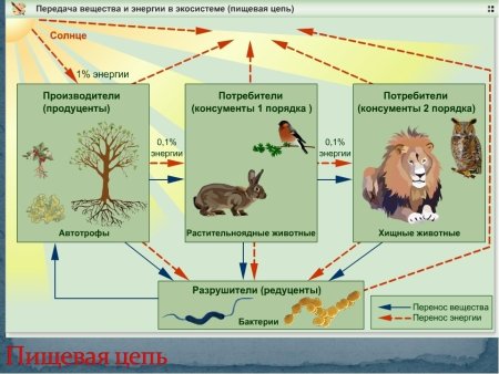 Взаимосвязи животных в природе