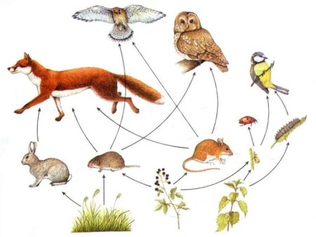 Естественный отбор внутривидовая борьба