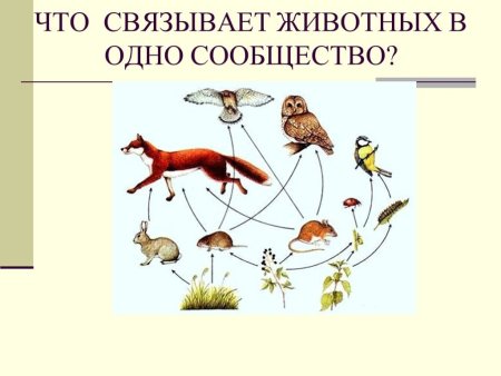 Пищевые связи это в биологии 7 класс