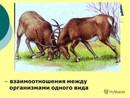 Хищничество паразитизм конкуренция