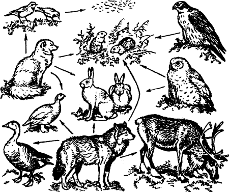 Внутривидовая конкуренция это в биологии